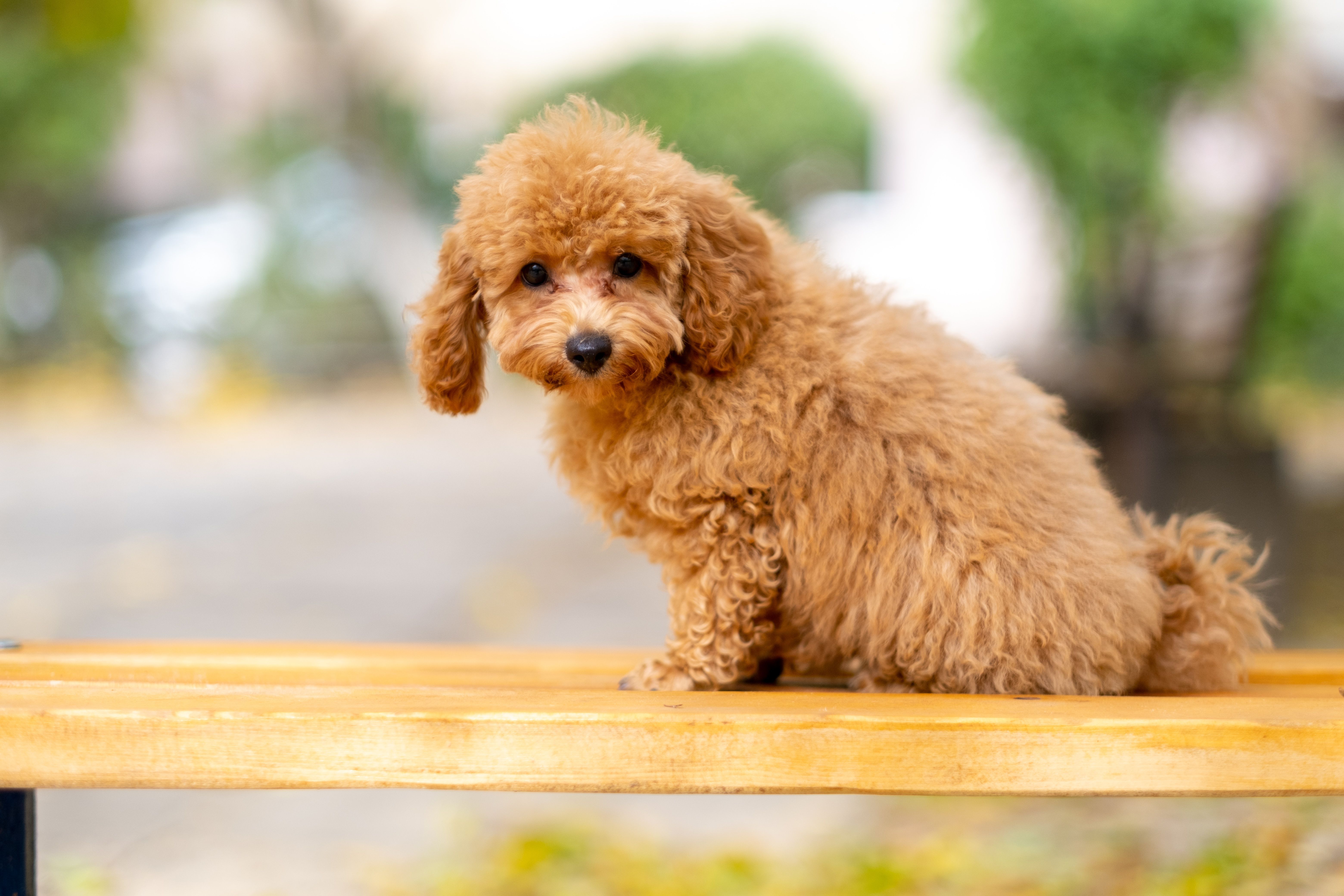 Toy Poodle Puppy – Adorable Apricot Fur